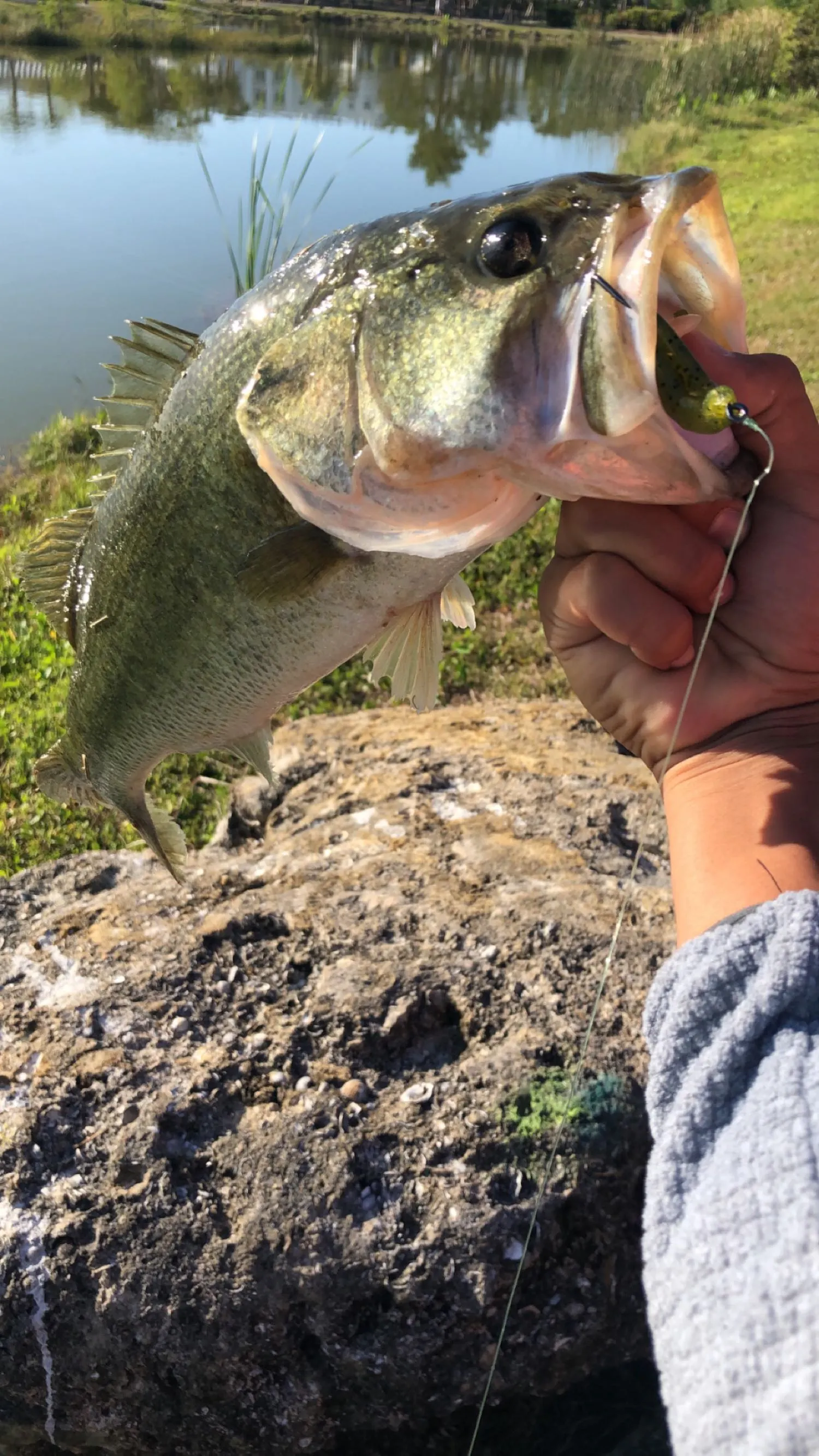 Post image from BassAss239