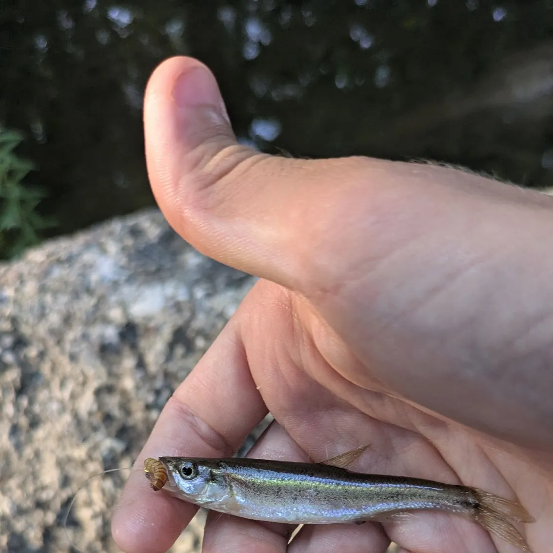 The most recent Rosyside dace catches on Fishbrain