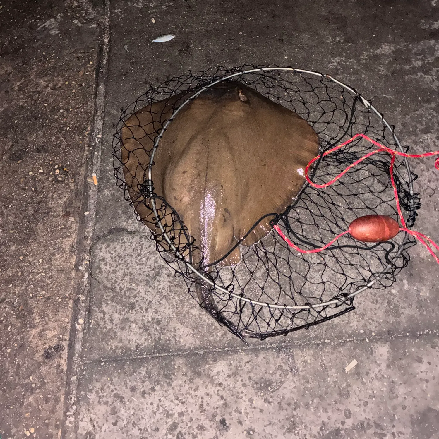 The most recent Common stingray catches on Fishbrain