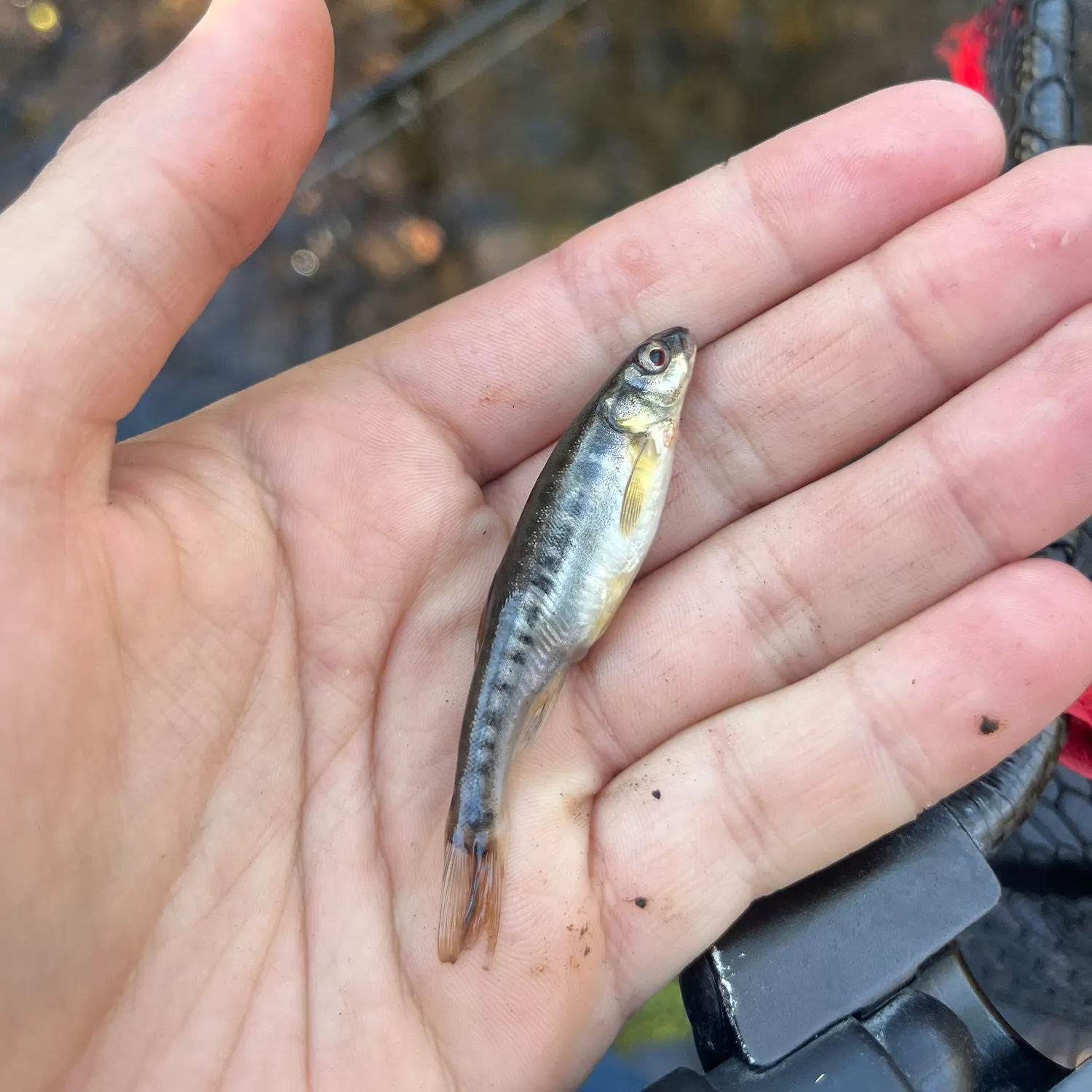 The most recent Eurasian minnow catches on Fishbrain
