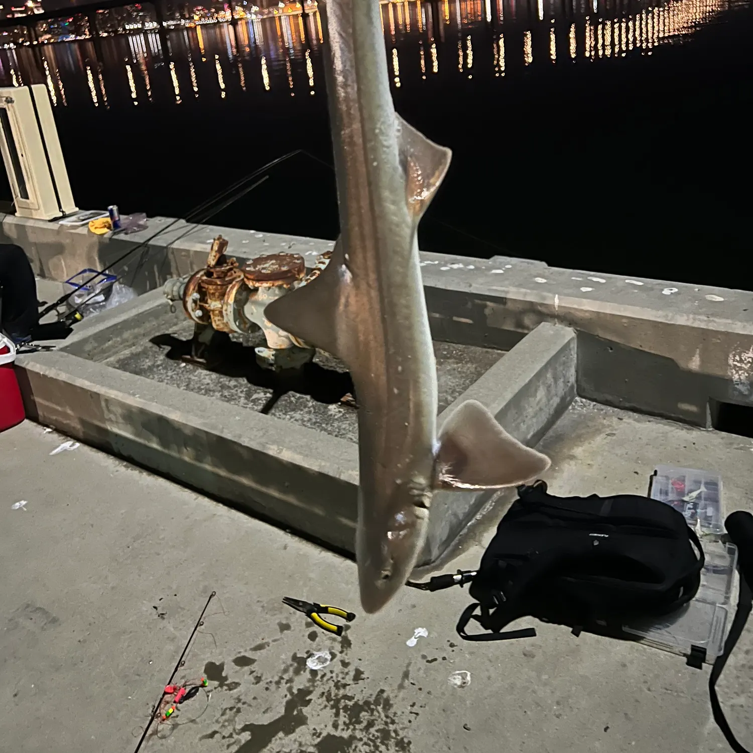 The most recent Grey smooth-hound catches on Fishbrain