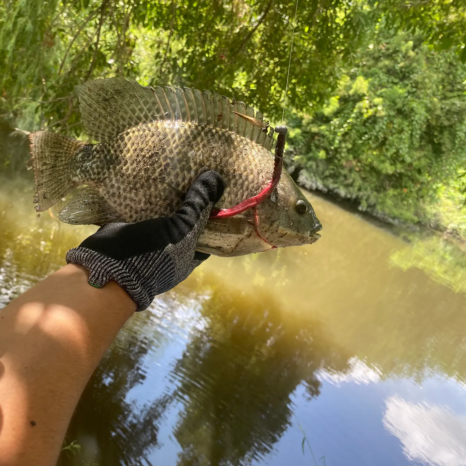 Nile tilapia caught on Fishbrain