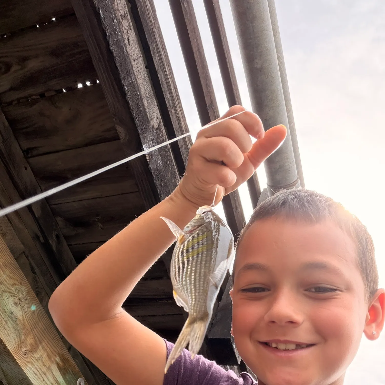 The most recent Shiner perch catches on Fishbrain