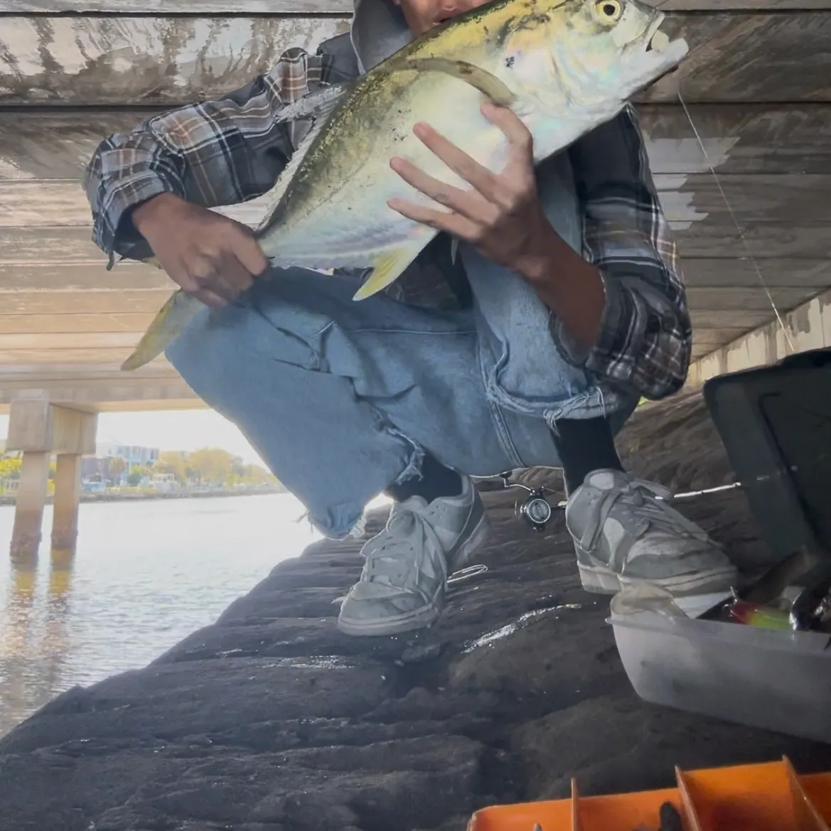The most recent Crevalle jack catches on Fishbrain