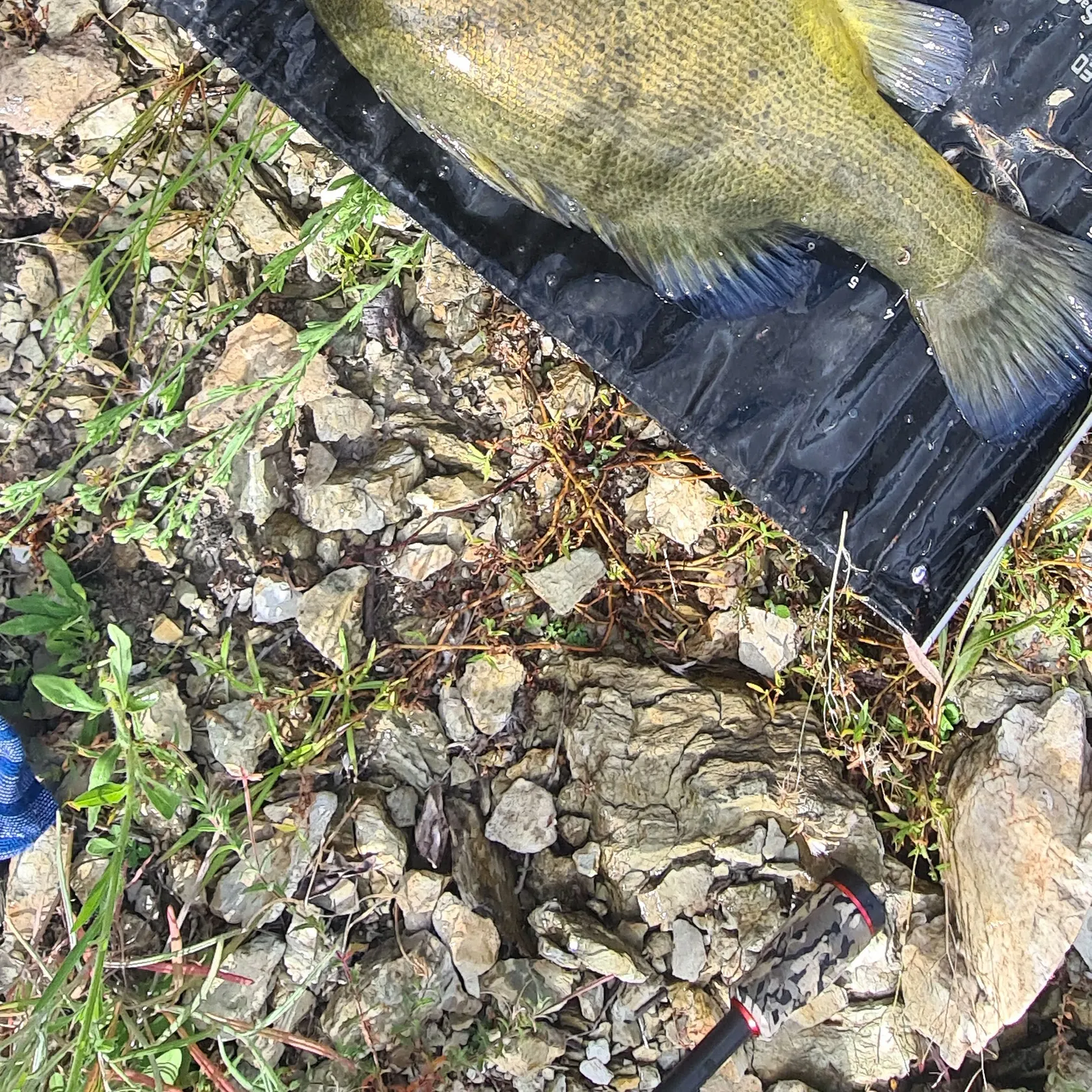 The most recent Golden perch catches on Fishbrain