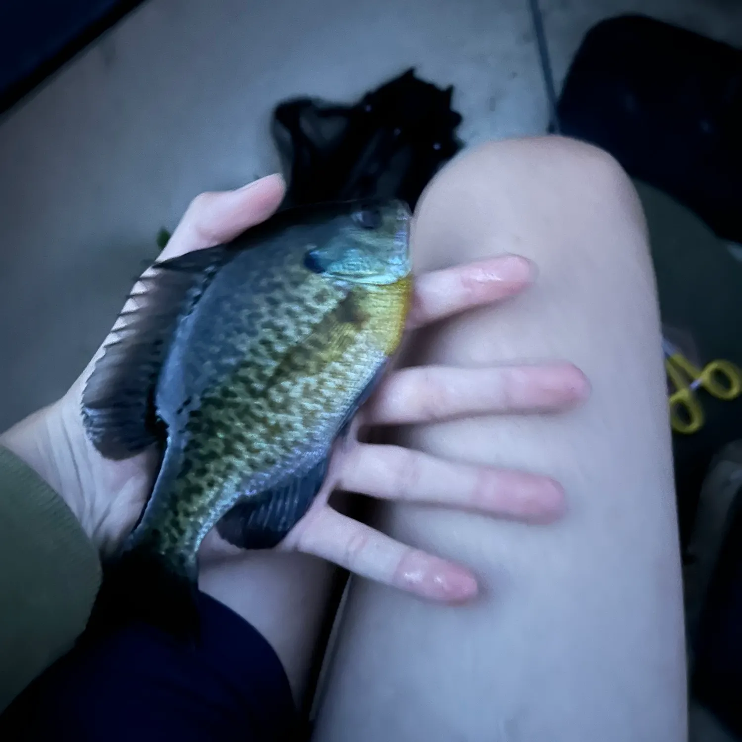 Bluegill caught on Fishbrain