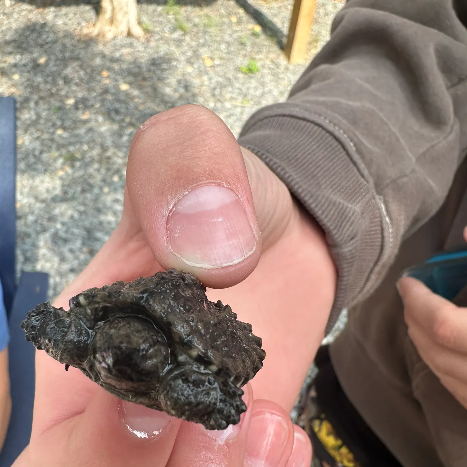 The most recent Common snapping turtle catches on Fishbrain