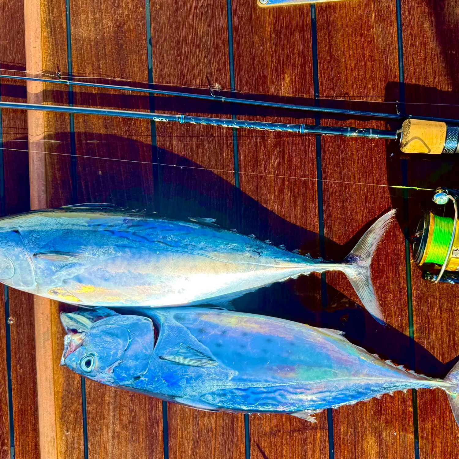 The most recent Little tunny catches on Fishbrain