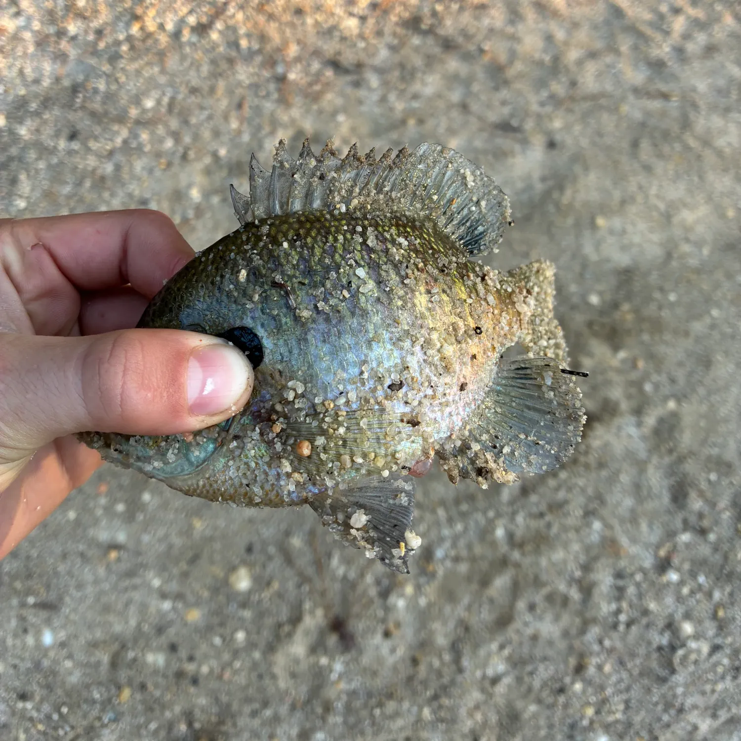 Bluegill caught on Fishbrain