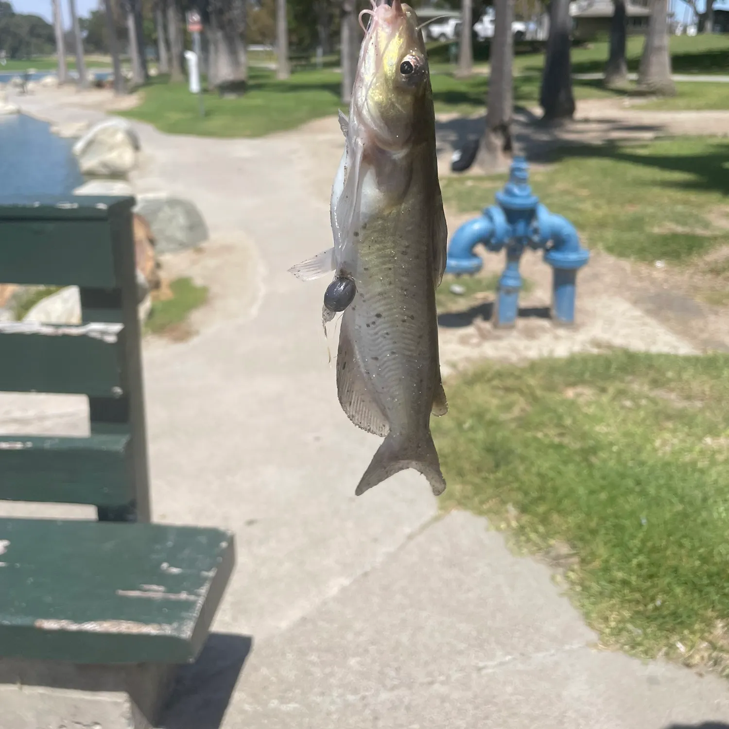 Channel catfish caught on Fishbrain