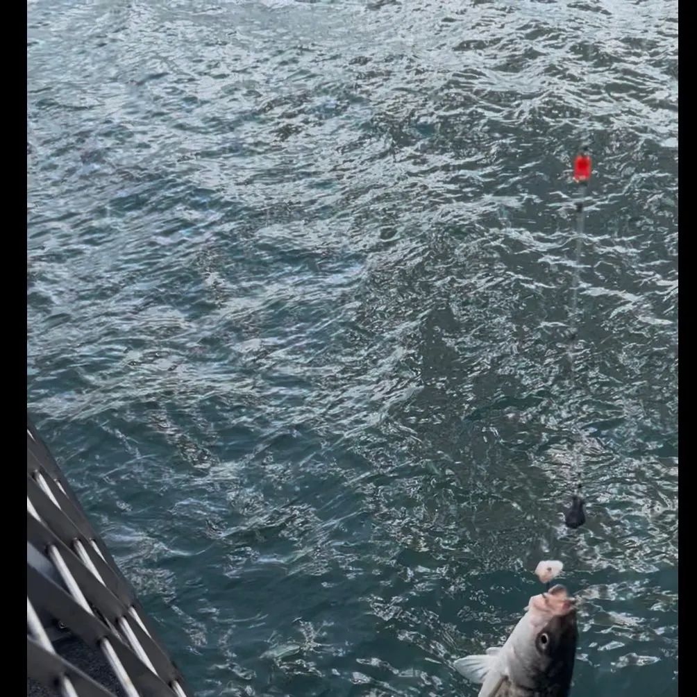 Striped bass caught on Fishbrain