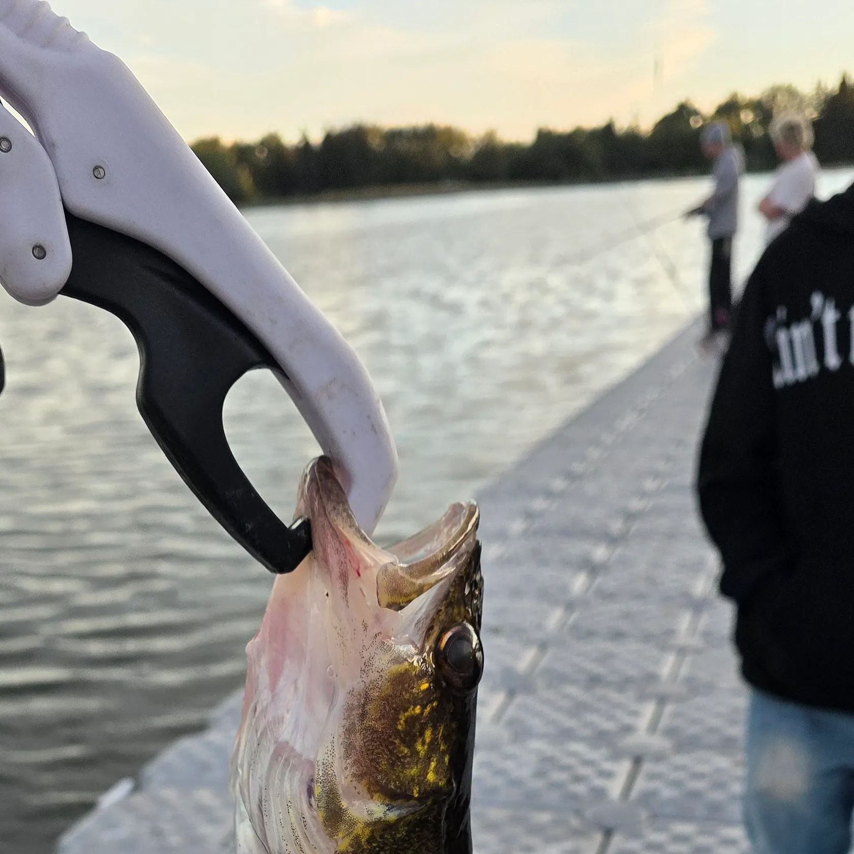 Walleye caught on Fishbrain