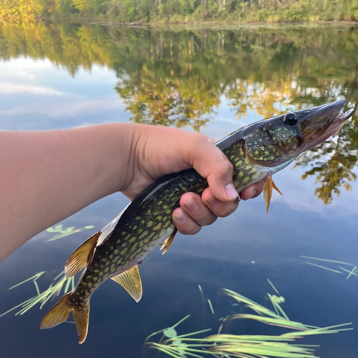 Chain pickerel caught on Fishbrain