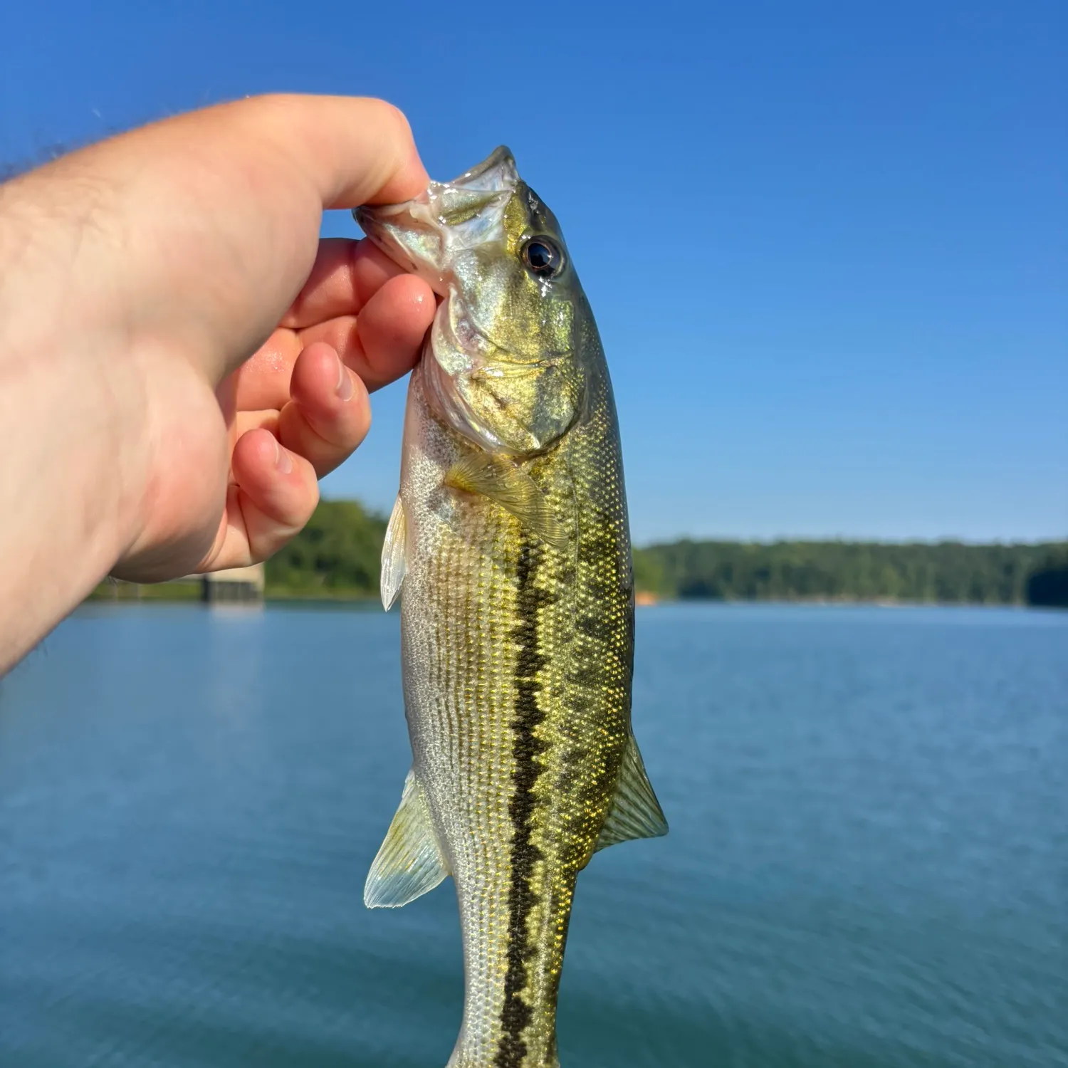 Spotted bass caught on Fishbrain