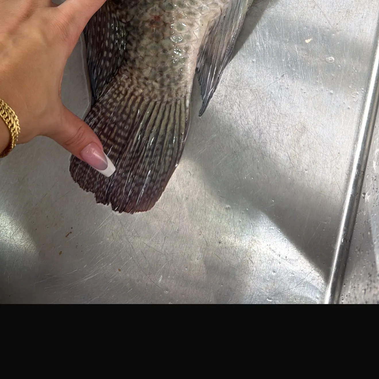 Nile tilapia caught on Fishbrain
