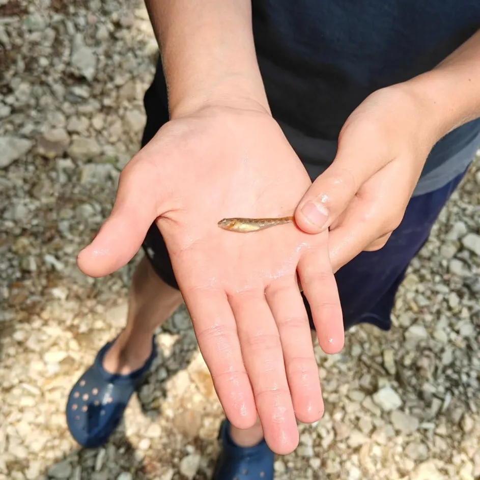 The most recent Orangethroat darter catches on Fishbrain