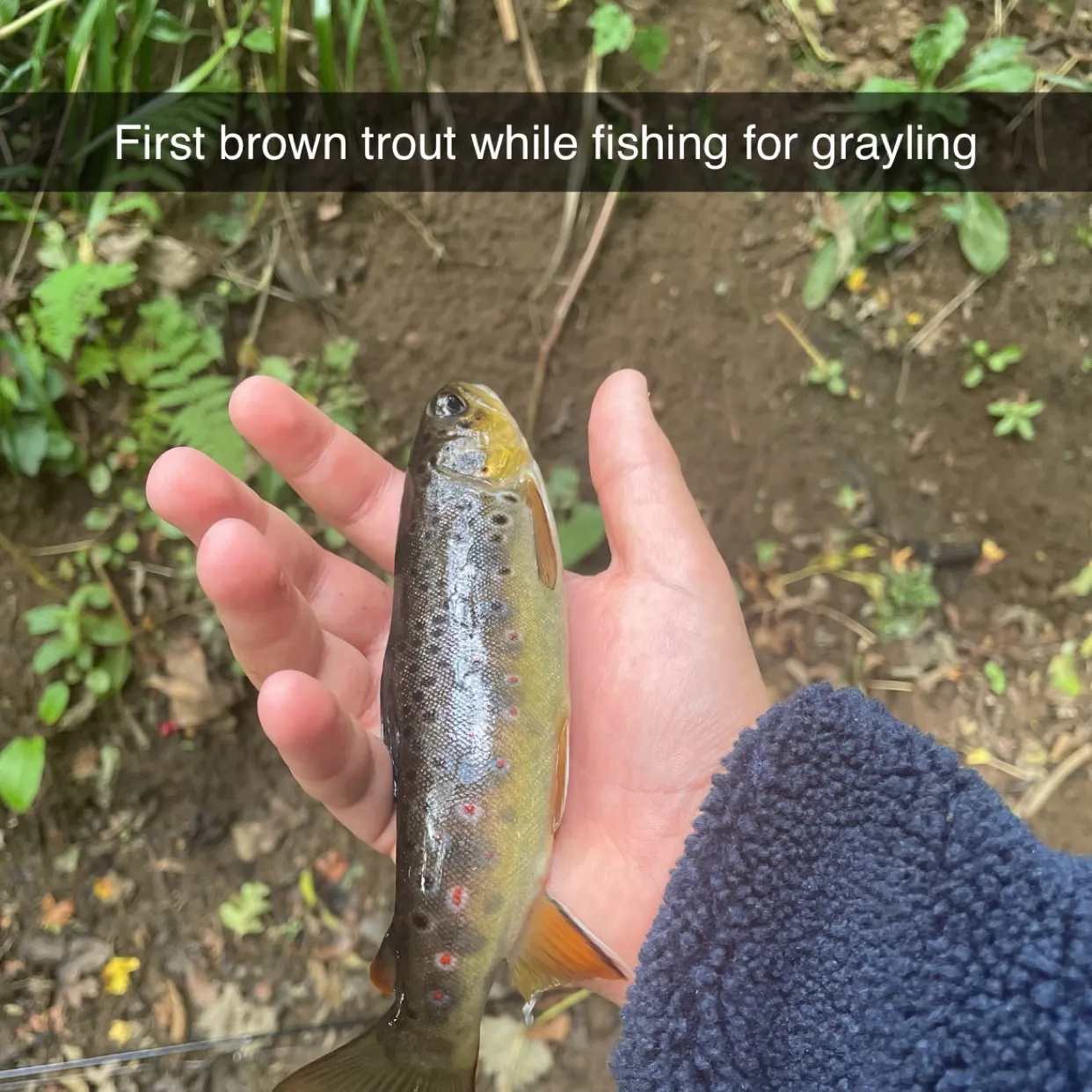 Brown trout caught on Fishbrain