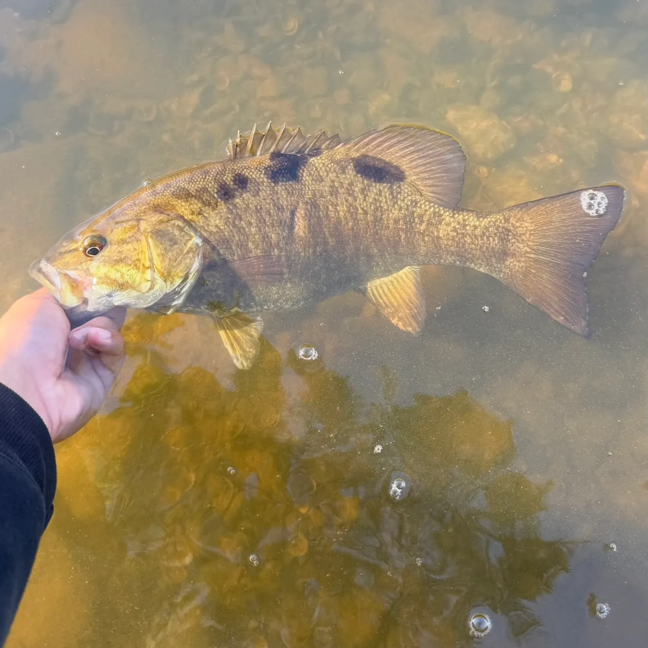 Smallmouth bass caught on Fishbrain