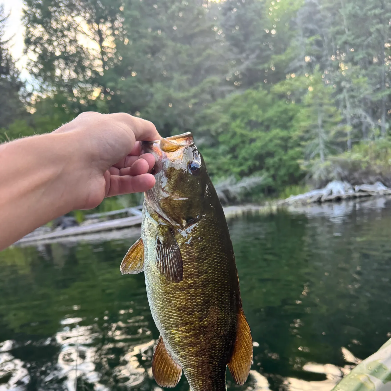 Smallmouth bass caught on Fishbrain