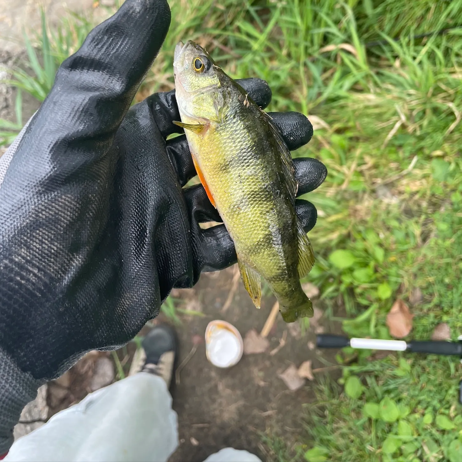 Yellow perch caught on Fishbrain