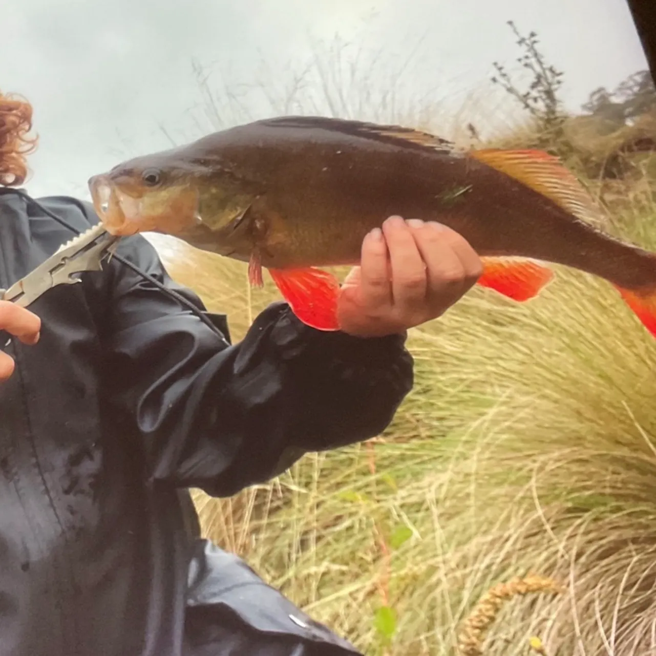 European perch caught on Fishbrain