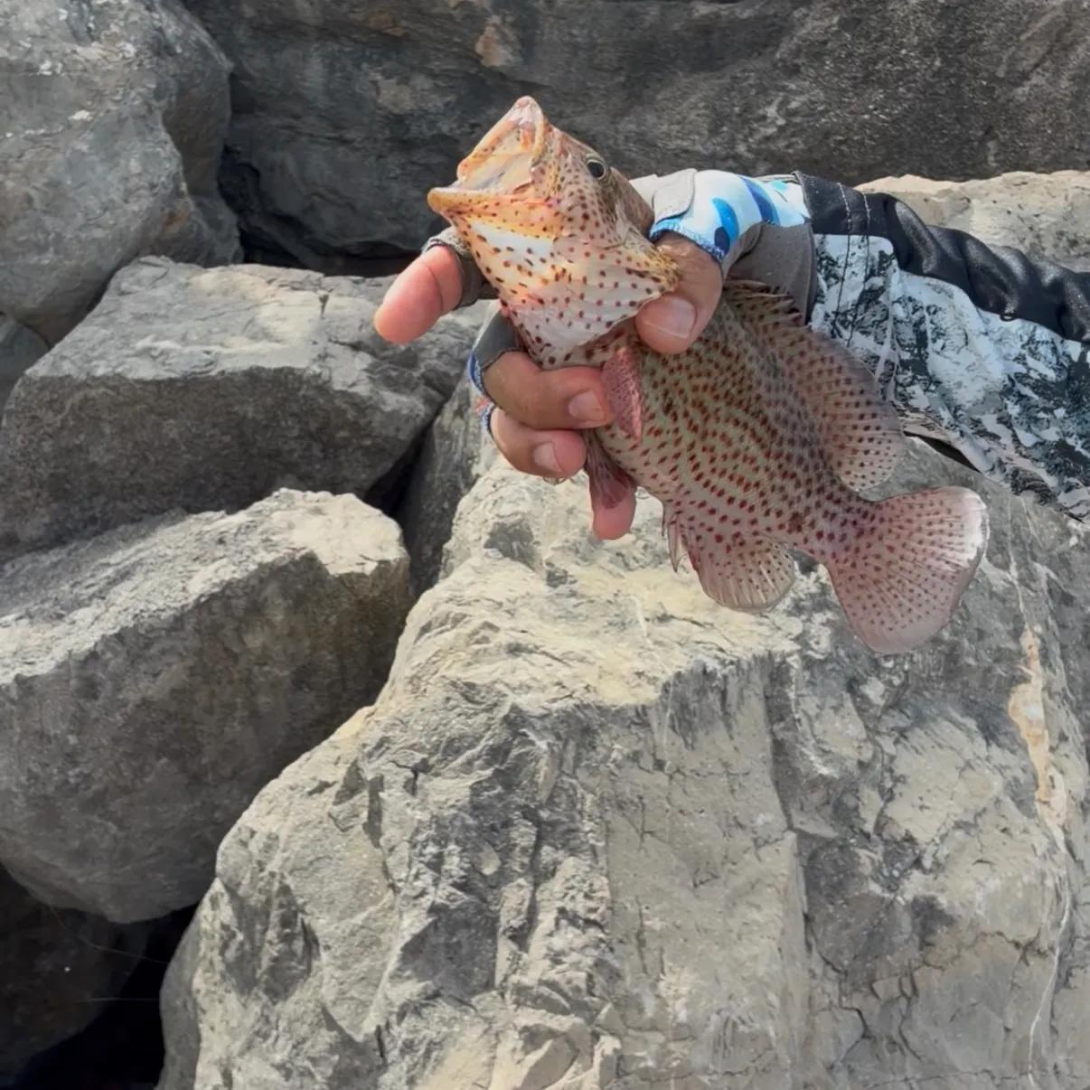 The most recent Spotted grouper catches on Fishbrain