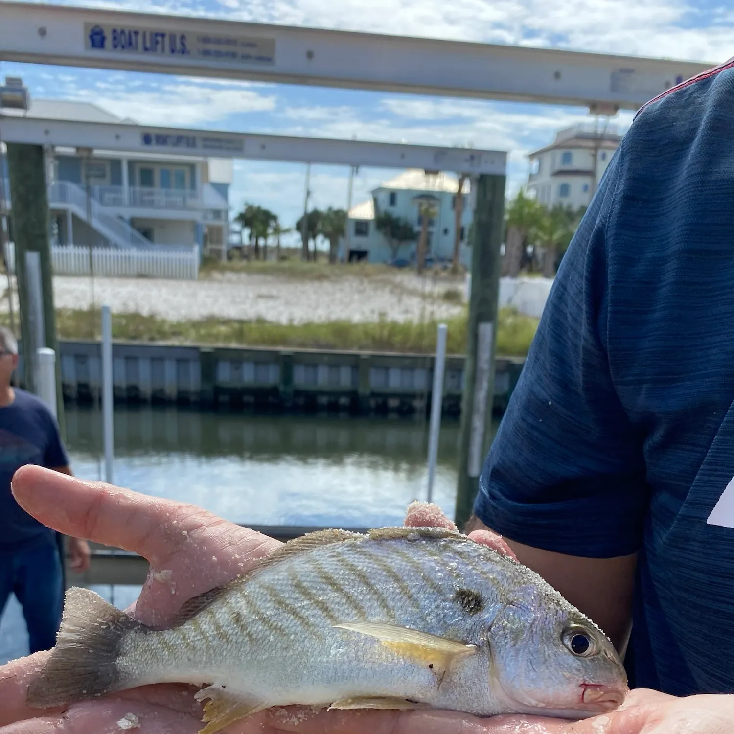 Spot croaker caught on Fishbrain
