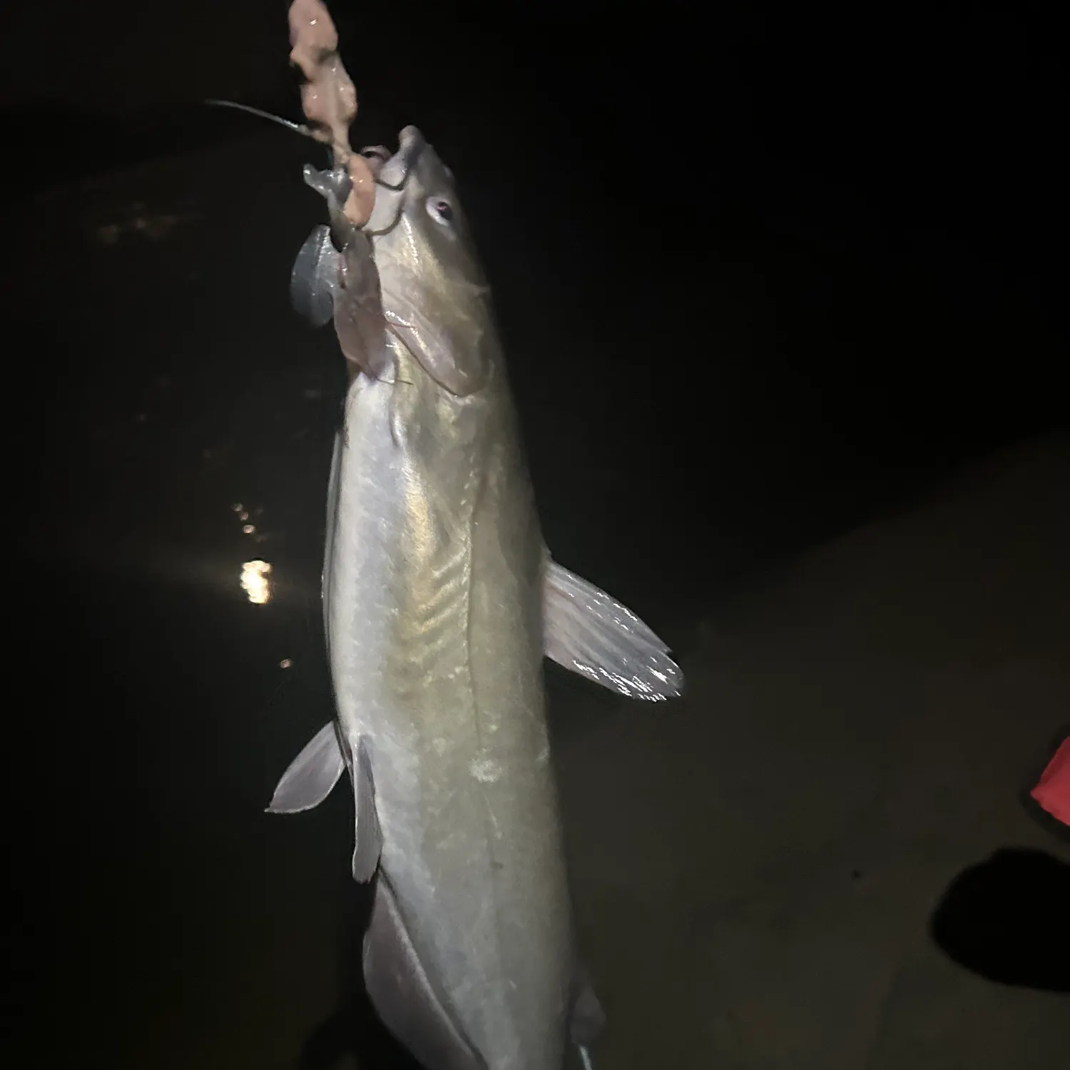 Channel catfish caught on Fishbrain
