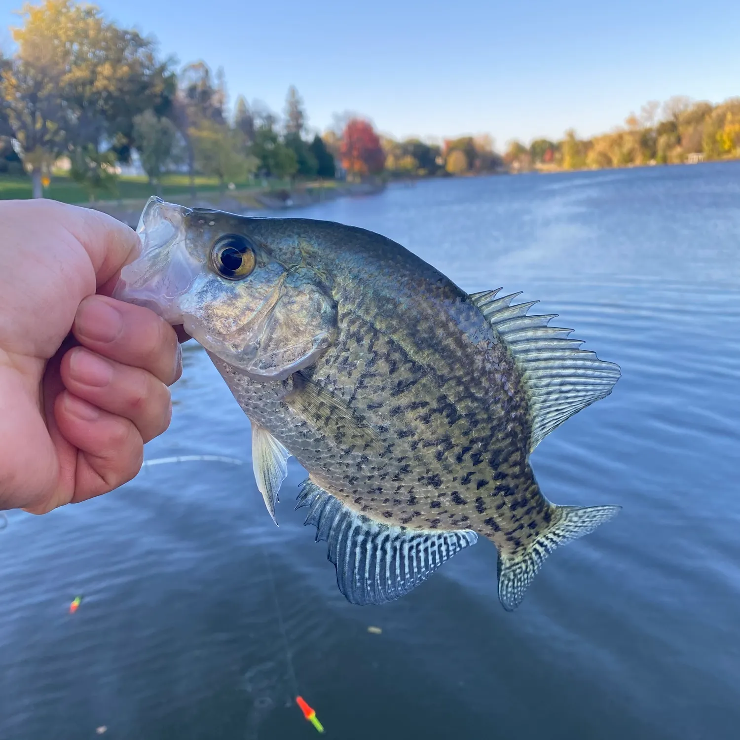 Black crappie caught on Fishbrain