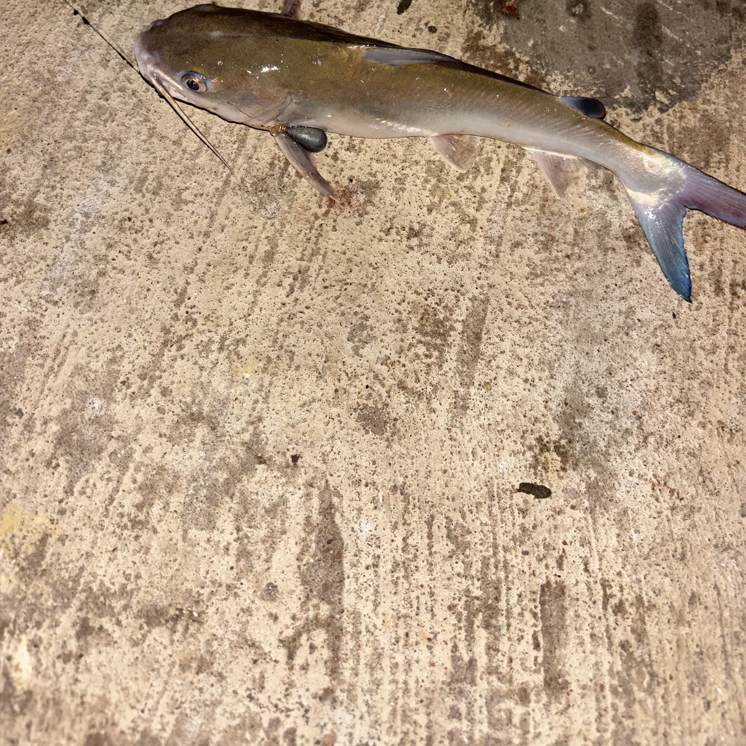 Channel catfish caught on Fishbrain