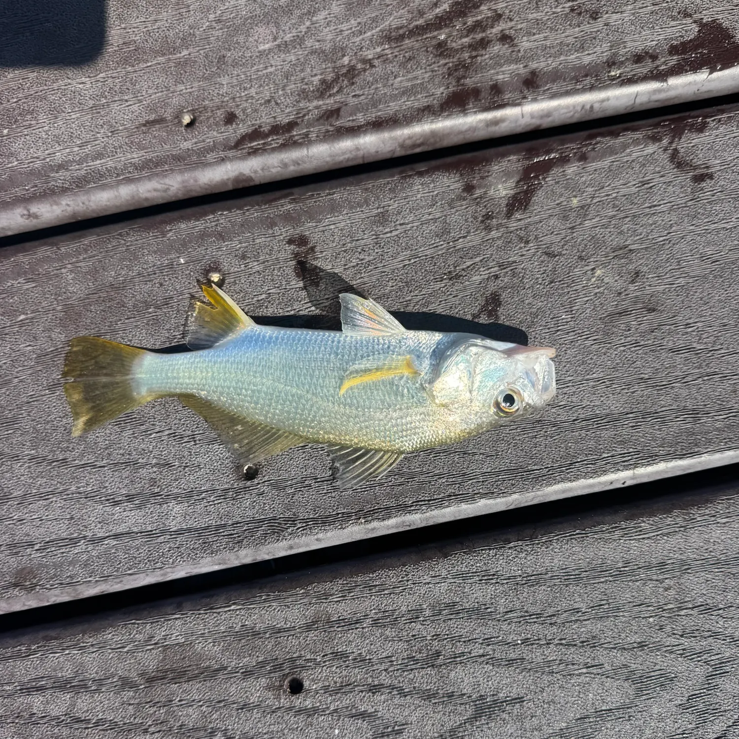 Silver perch caught on Fishbrain
