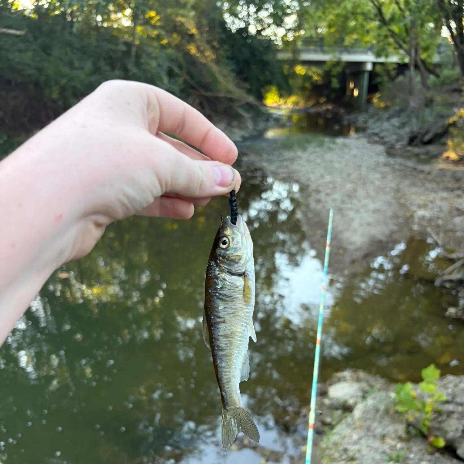 Common shiner caught on Fishbrain