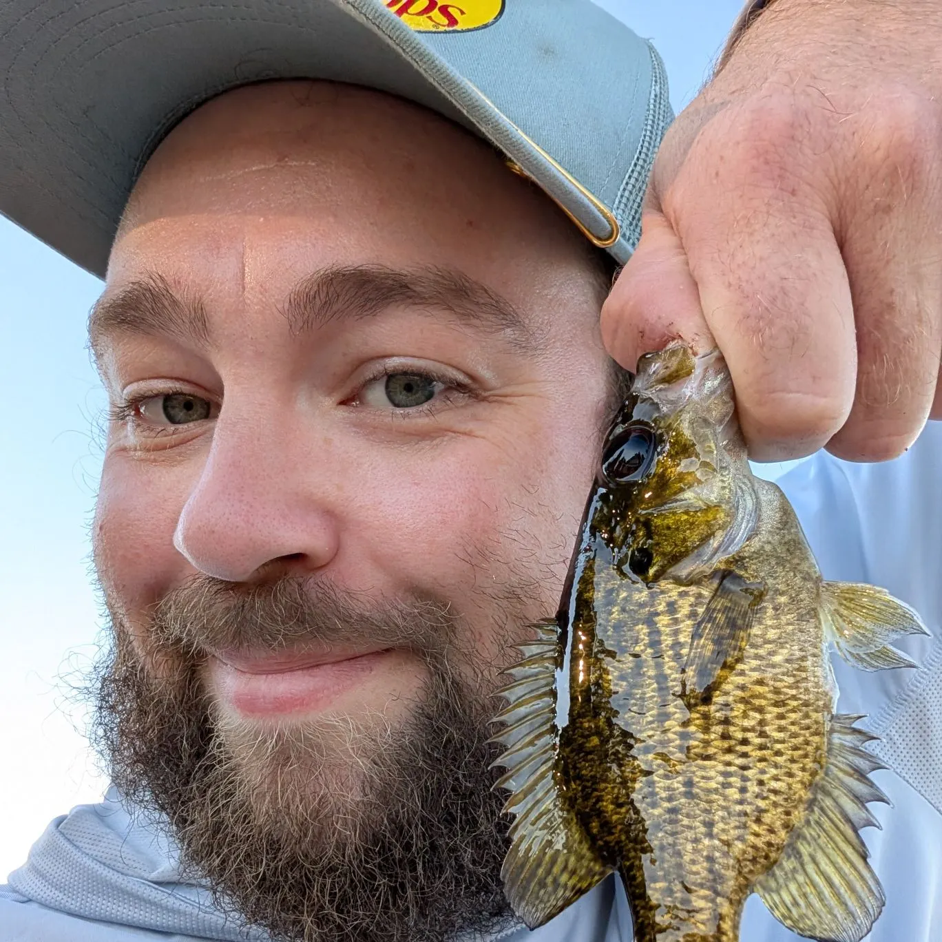 Rock bass caught on Fishbrain