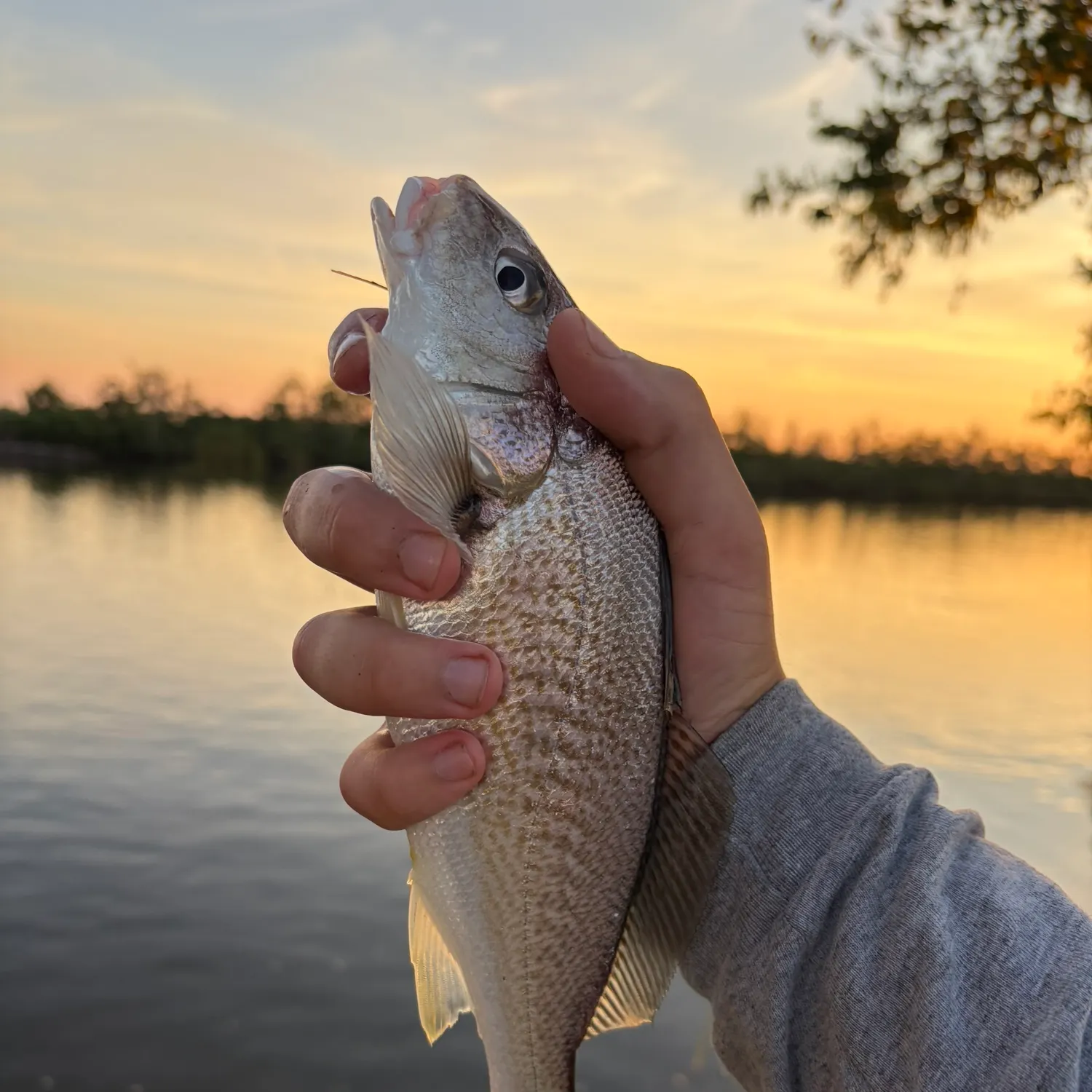 Atlantic croaker caught on Fishbrain