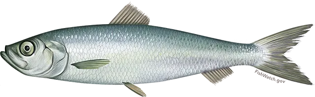 Atlantic herring