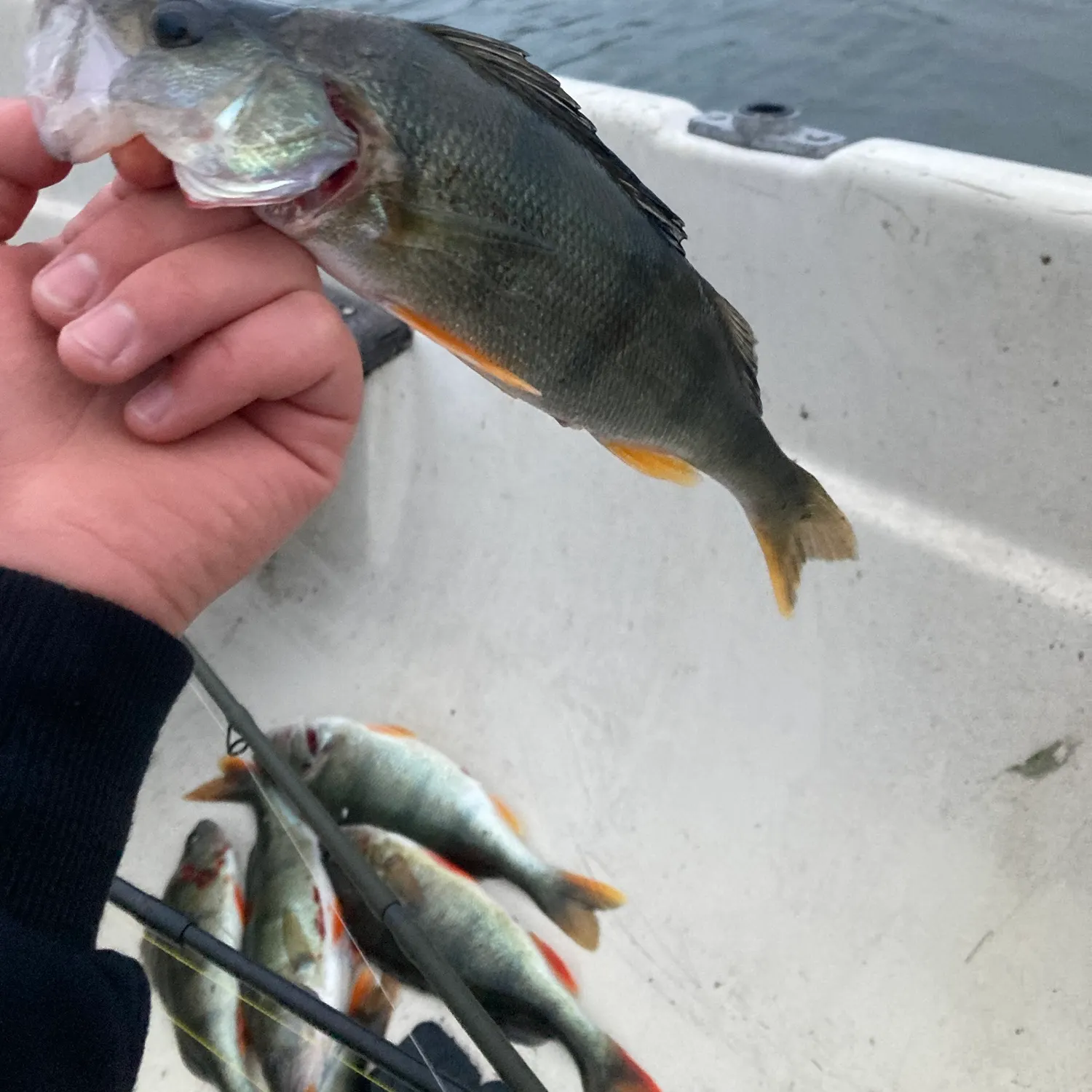 European perch caught on Fishbrain