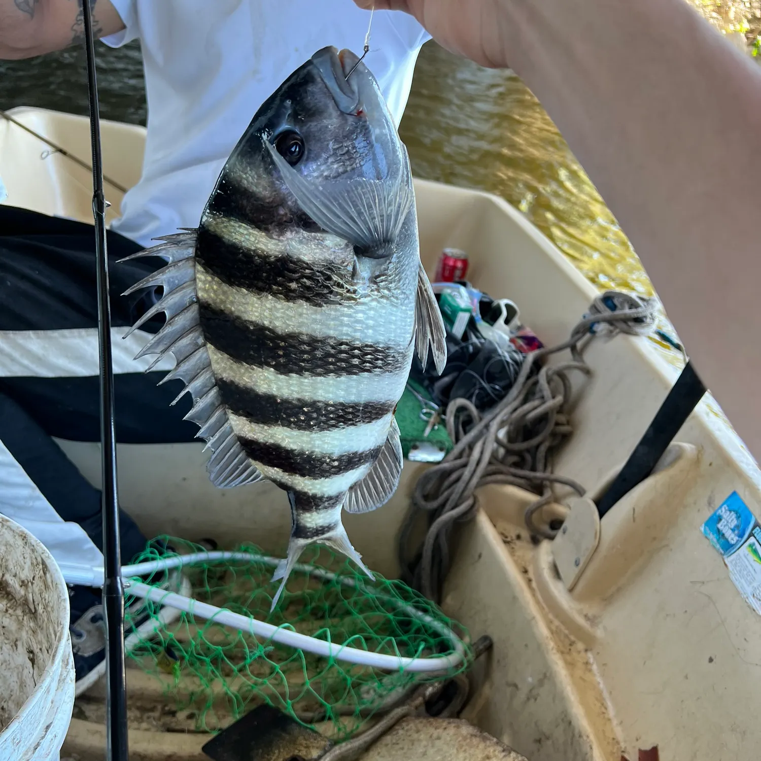 The most recent Sheepshead catches on Fishbrain