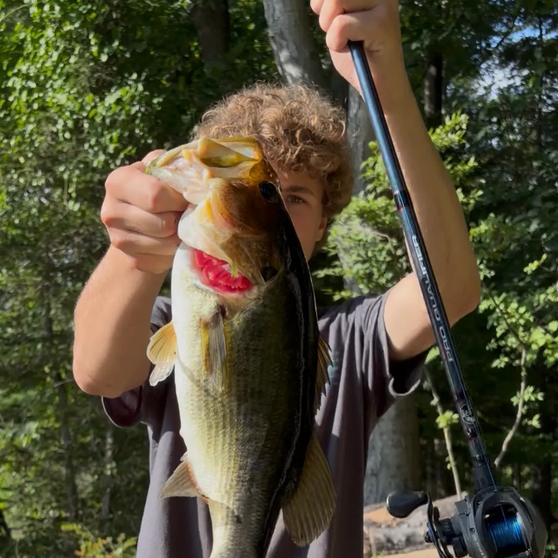 Largemouth bass caught on Fishbrain