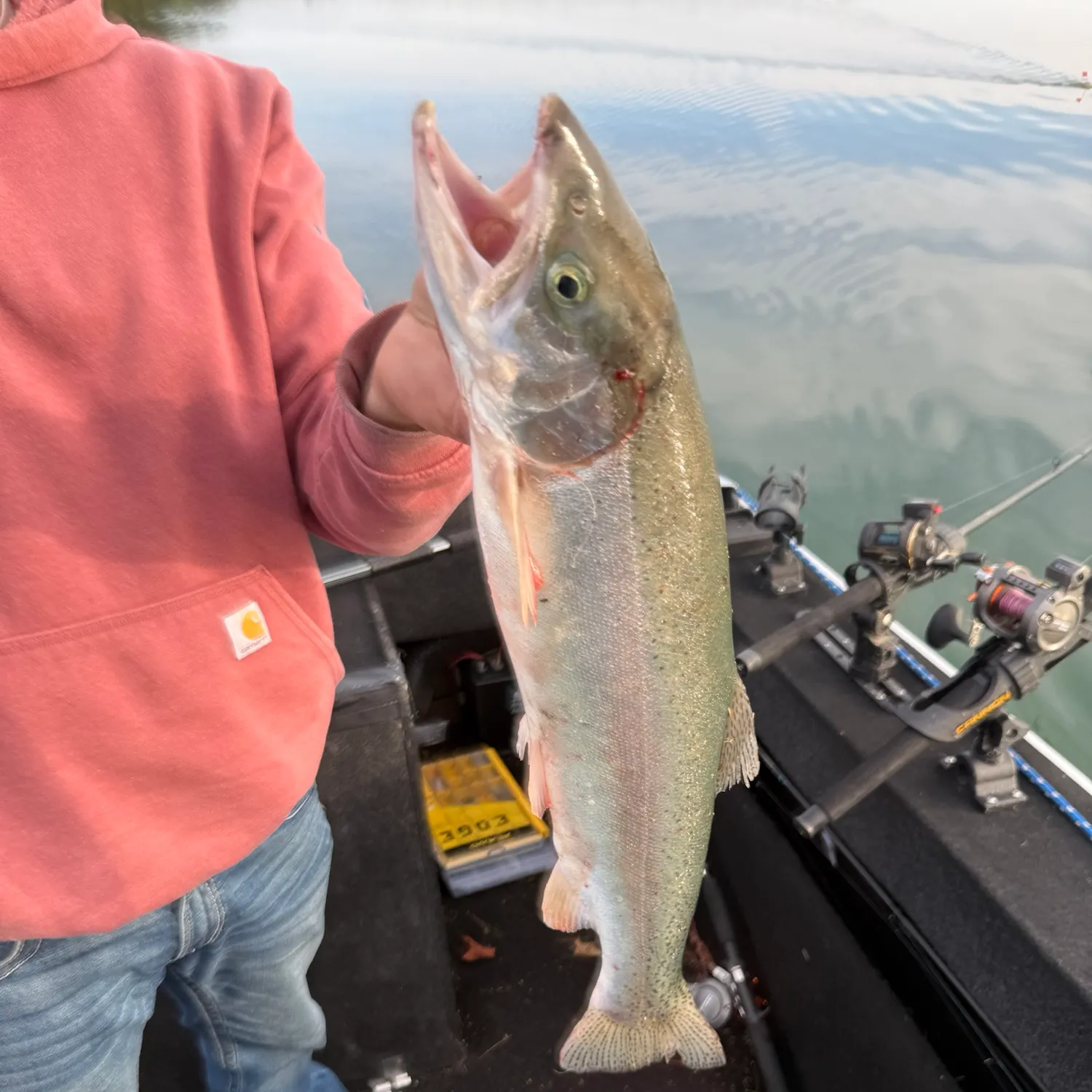 Steelhead caught on Fishbrain