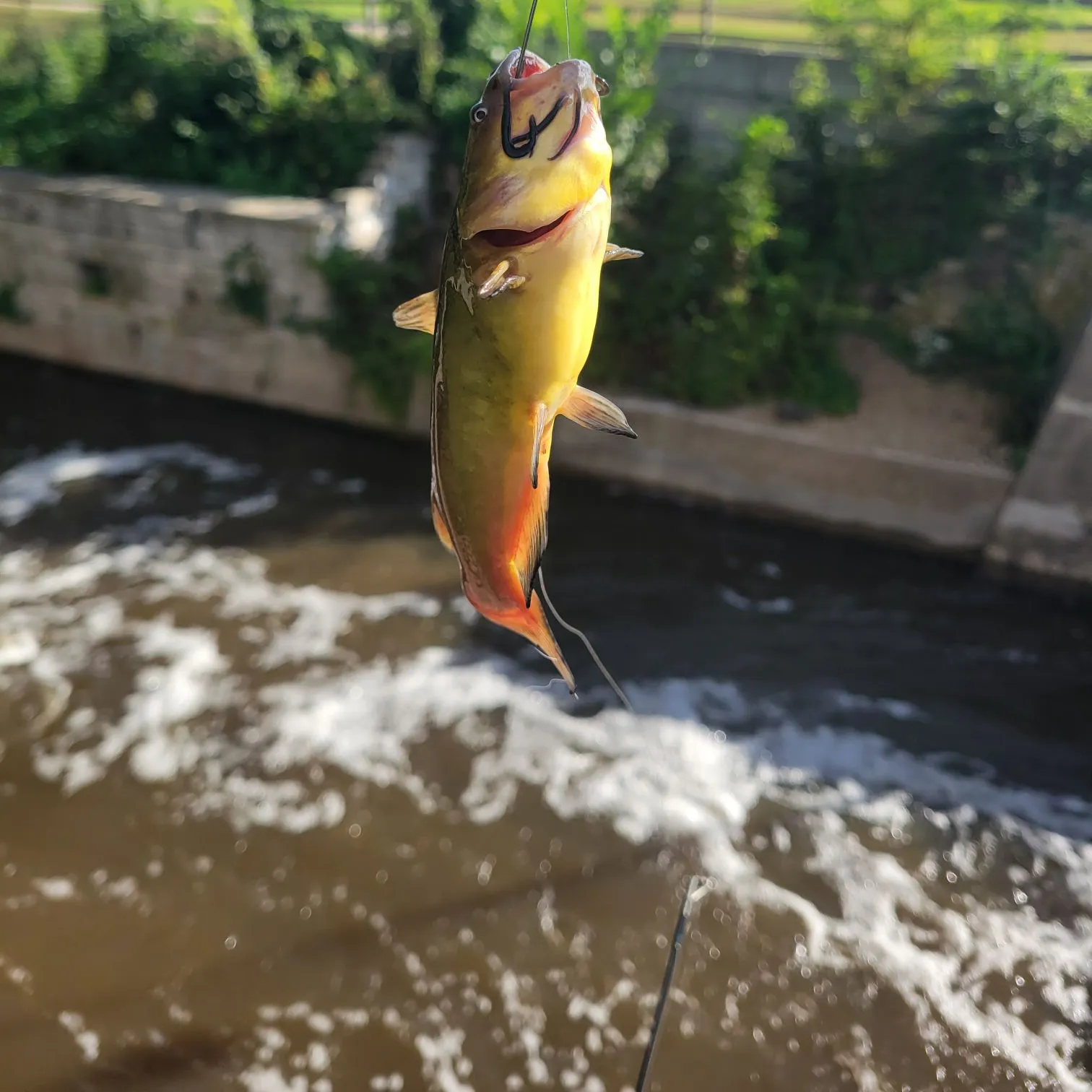 Yellow bullhead caught on Fishbrain
