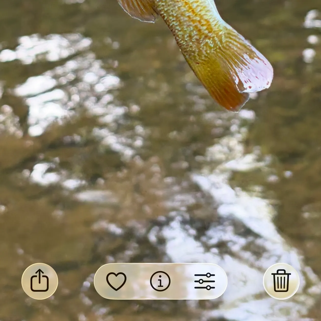 Redbreast sunfish caught on Fishbrain