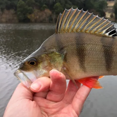 The most recent European perch catches on Fishbrain