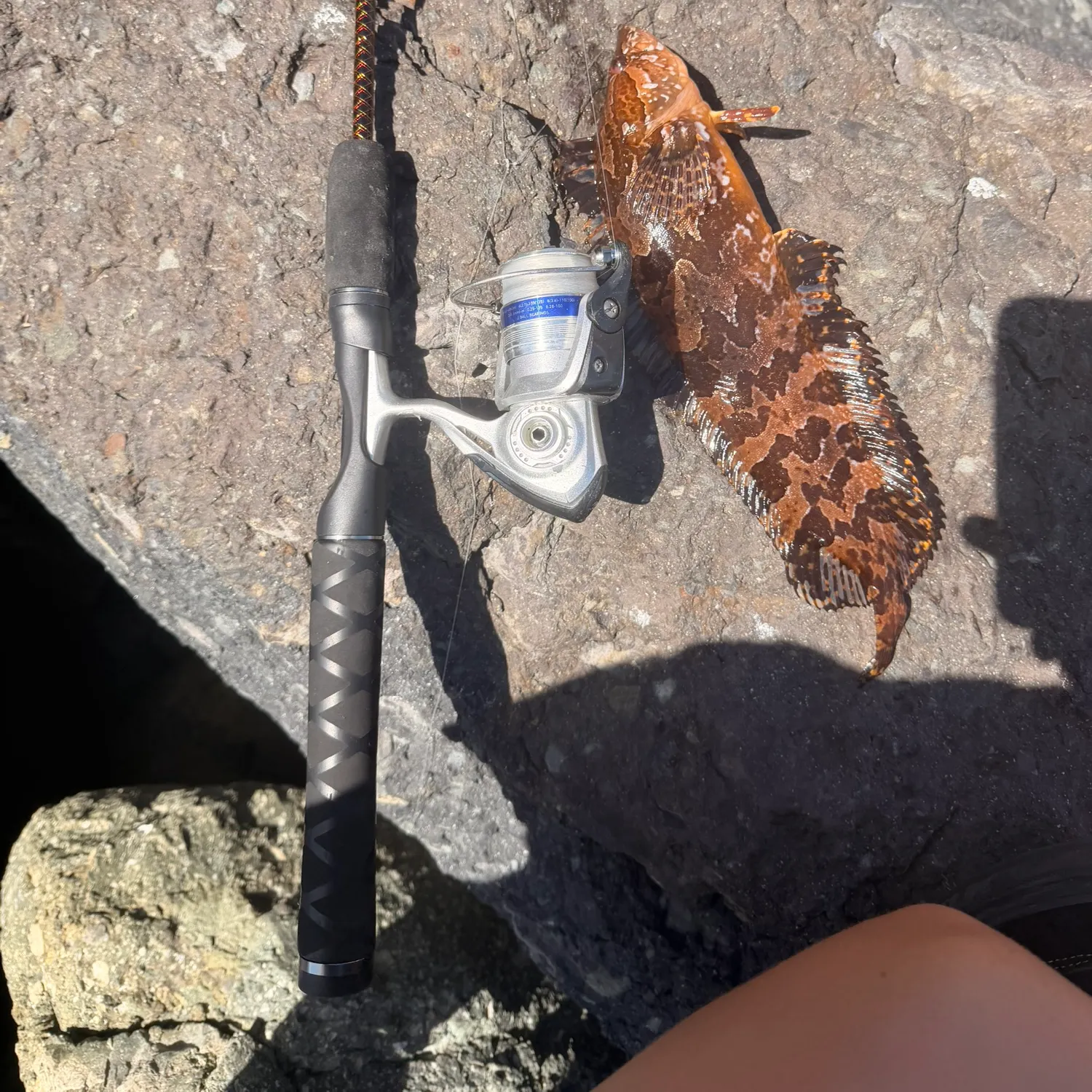 The most recent Giant kelpfish catches on Fishbrain