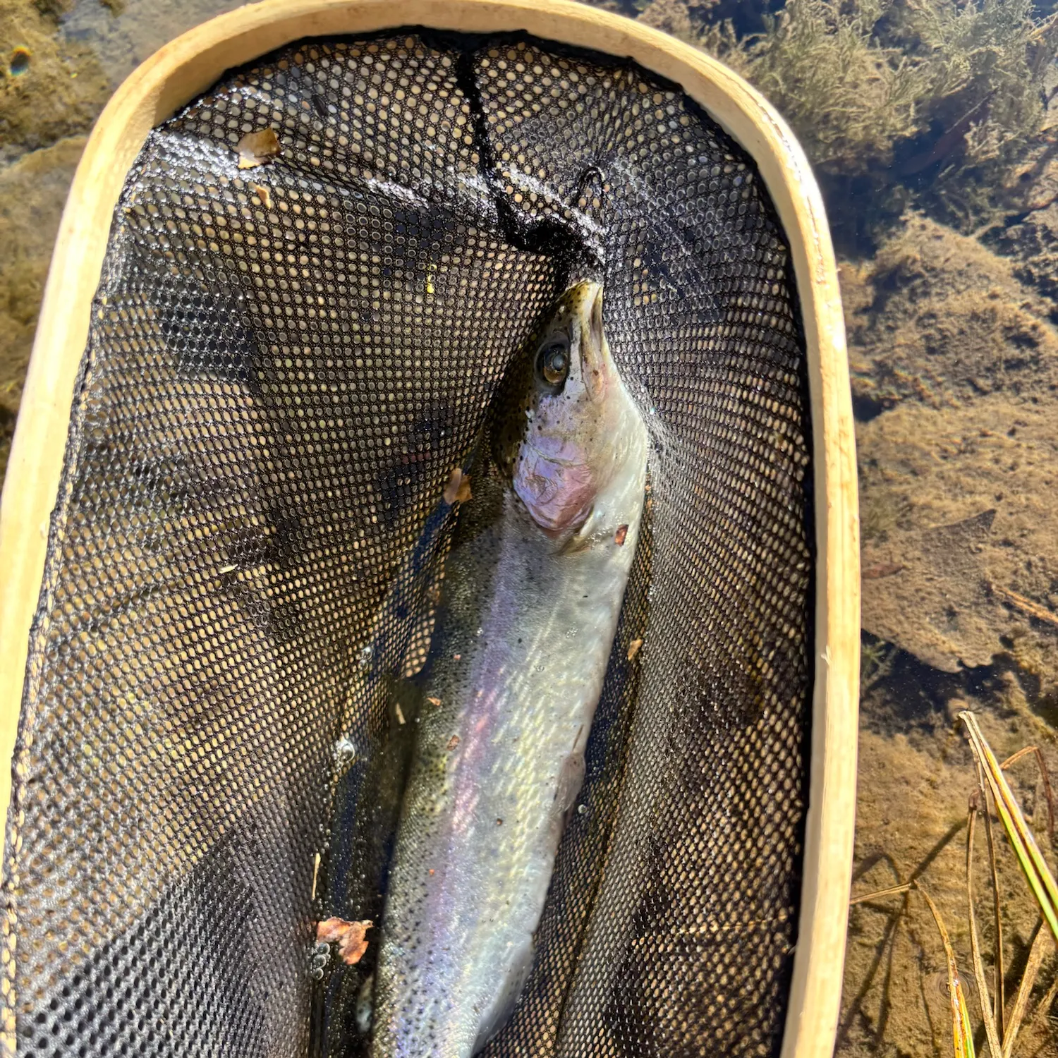 Rainbow trout caught on Fishbrain
