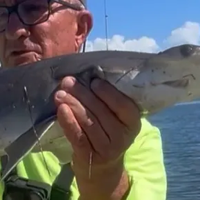 The most recent Bonnethead shark catches on Fishbrain