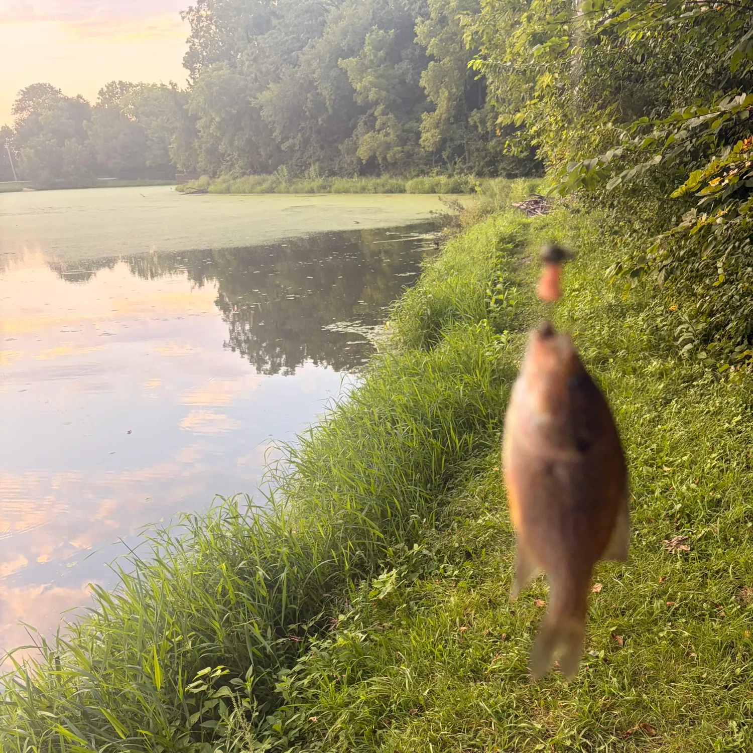Redear sunfish caught on Fishbrain