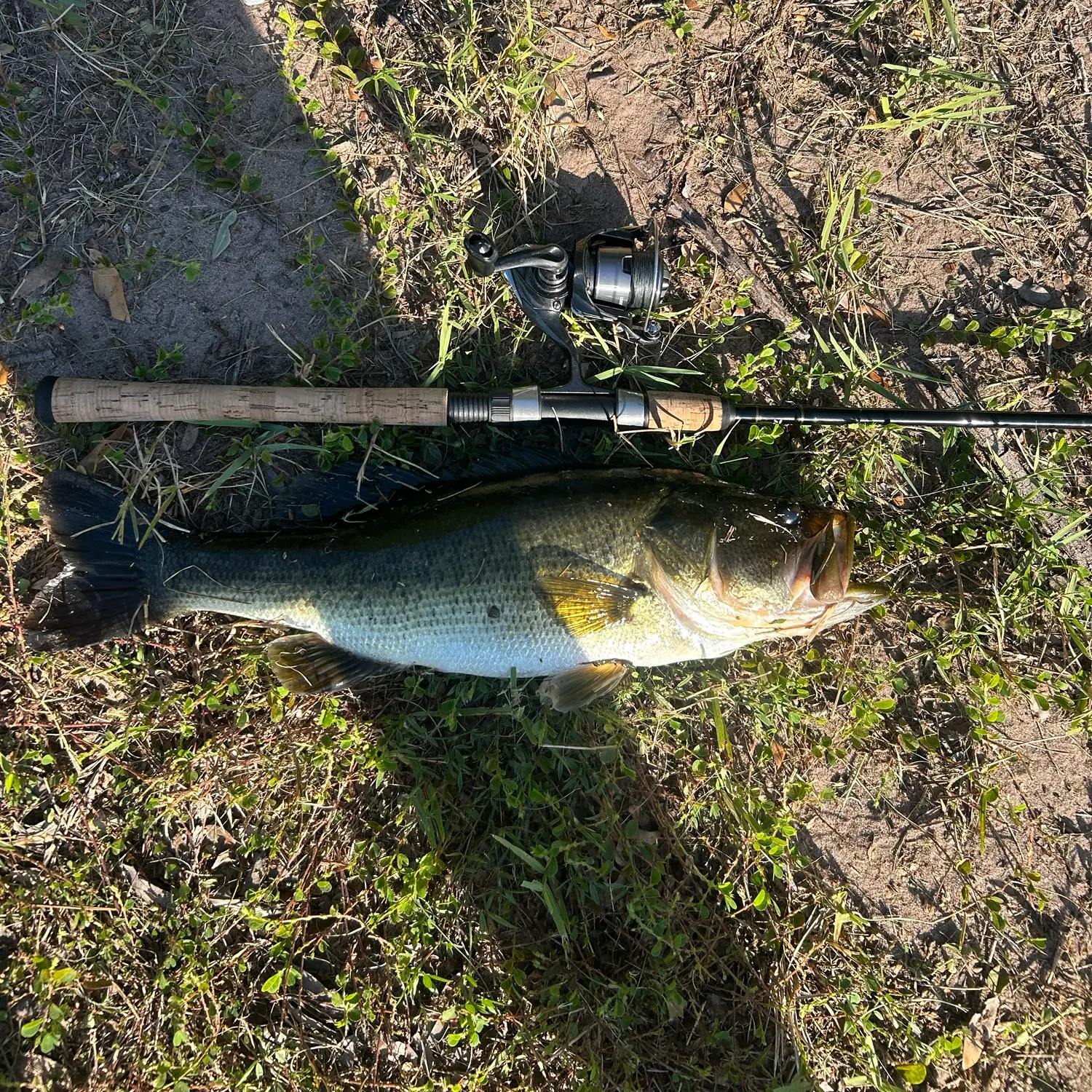 Largemouth bass caught on Fishbrain