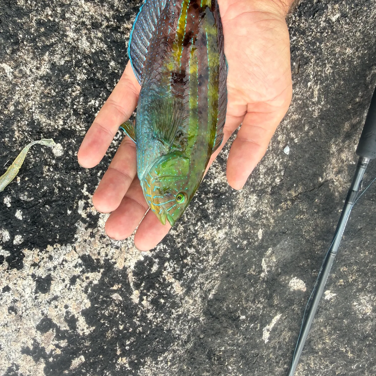 The most recent Patrician wrasse catches on Fishbrain
