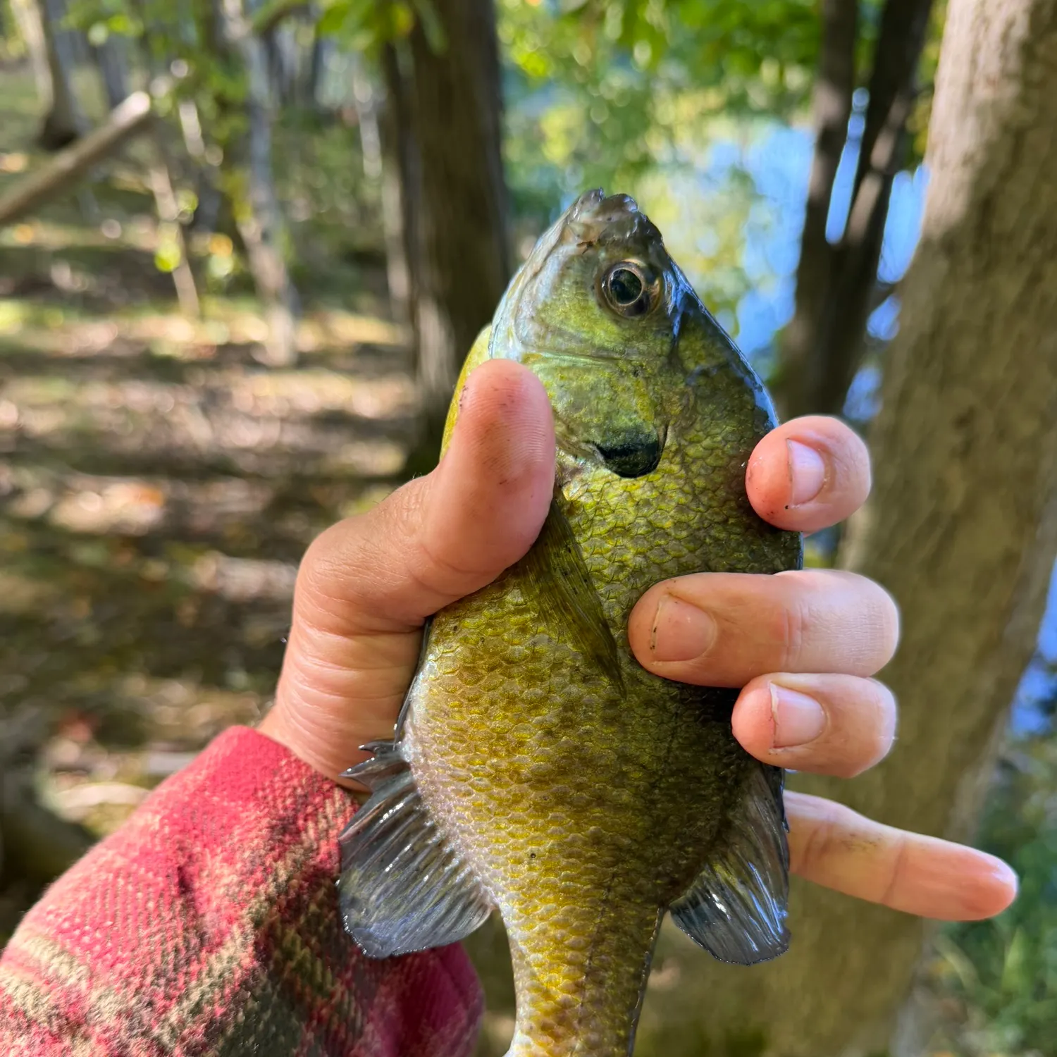 Bluegill caught on Fishbrain