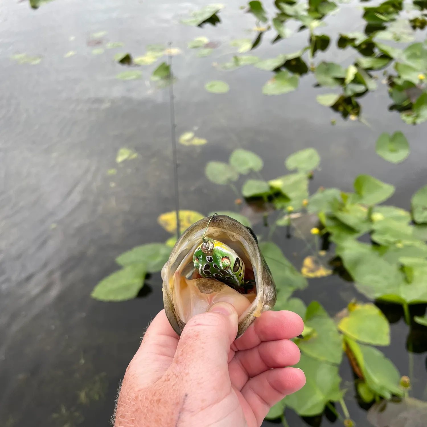 Largemouth bass caught on Fishbrain